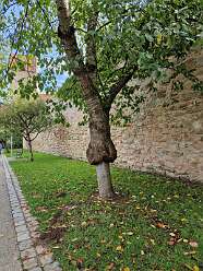 37: IMG-20251115-WA0076