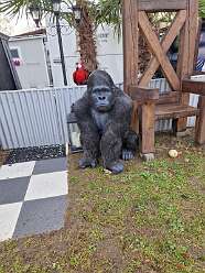 17: IMG-20251115-WA0170